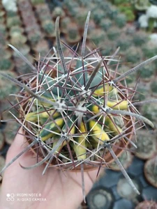 FEROCACTUS HIBRID VARIEGATO POT10 CACTUS SUCCULENTE NO ARIOCARPUS AZTEKIUM - Bild 1 von 5