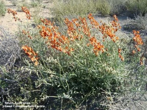 Orange Darling Pea (Swainsona stipularis) 30 Seeds - Picture 1 of 3