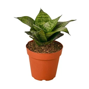 Snake Plant Black Robusta-4" Pot - Picture 1 of 6