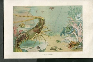 1875 COLOR PRINT OF SEA CREATURES CRUSTACEANS 10 1/2 X 8 3/4 INCHES - Picture 1 of 1