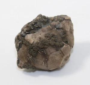 Crinoide, Seelilie, Arthroacantha carpenteri, Devon, Ontario, Canada -eb7367 - Picture 1 of 7