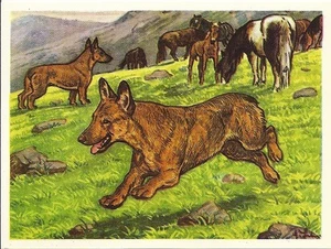 1952 Dog Art Print Austria Tobacco Company Bildwerk Card PEMBROKE WELSH CORGI - Imagen 1 de 1
