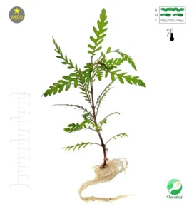 Floratica ¦ 5 x Hygrophila Pinnatifida Live Aquarium Plants Tropical Fish Tank - Picture 1 of 9