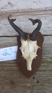 abnormal deer antler / real deer antler / abnormal deer horns / antler 22 - Picture 1 of 3