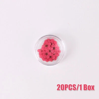 20x Natural Dried Flower Manicure Drip Glue Pressed DIY Nail Art Tips Decoration - Image 1 of 4