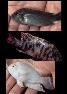 Family Of 2 Mixed Cyclids - Picture 1 of 2