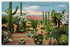 1948 Varieties Of Dessert Cacti Blooms Almost Every Hue Opuntia Sahuaro Postcard