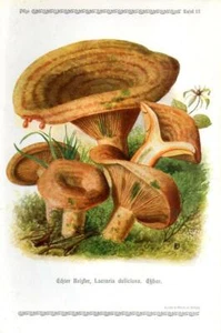1913 GRAMBERG CROMOLITOGRAFIA Funghi: tappo latte zafferano, fungo pino orrosso - Foto 1 di 3