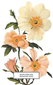 NUEVA Postal Flor - Rosa Playa y Rosa Macartney - aprox 4 x 6" - Imagen 1 de 2