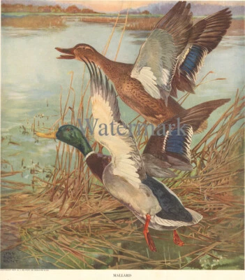 Lynn Bogue Hunt 1917 Mallard Duck 13x19 Print Sporting Hunting Dupont