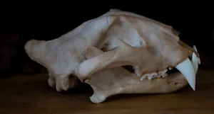 Calavera de Tigre - Juvenil - Réplica de Alta Calidad - Envío GRATUITO a todo el mundo. - Imagen 1 de 5