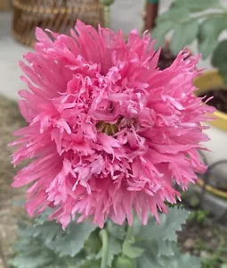 Poppy Seeds: Pink Pom Pom Poppy (300+ seeds). BUY 2 Get the 3rd FREE!!! - Picture 1 of 1