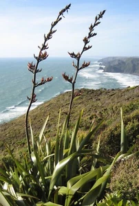 40 Seeds of Phormium Tenax, New Zealand Flax - Picture 1 of 1