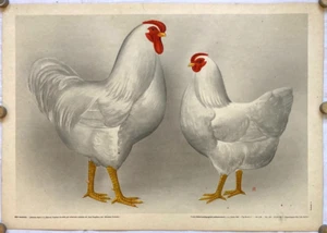 Original Vintage Poster V. KOVARIK - SCHOOL POSTER - CHICKEN - BREED -ART - 1960 - Picture 1 of 8