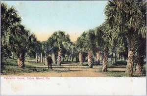 Postal Palmetto Grove Tybee Island Georgia No.186 sin publicar - Imagen 1 de 2
