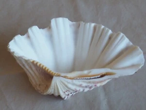 Beautiful Large Bear Clam Seashell - Beach-Coastal Decor- Shell Collects Gift - Picture 1 of 15