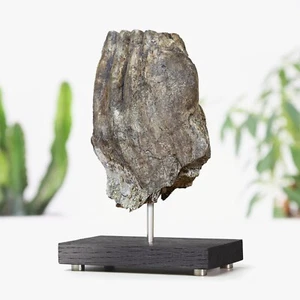 Woolly Mammoth Mammals Bespoke Solid Oak Stand Real Dinosaur Fossil Home Decor - Imagen 1 de 4