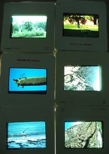 Lot of 6 Original Vintage 35mm Kodak Photo Color Slides Nature Kodachrome - Picture 1 of 10