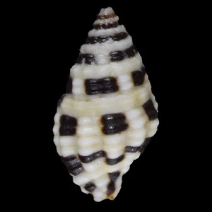 ENGINA ZONALIS (Mactan Isl., Philippinen) 10,4 mm #34953 - Bild 1 von 3