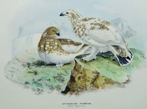 1871 Antique Bird Print SPITZBERGEN PTARMIGAN by Henry E. Dresser, Keulemans - Picture 1 of 6