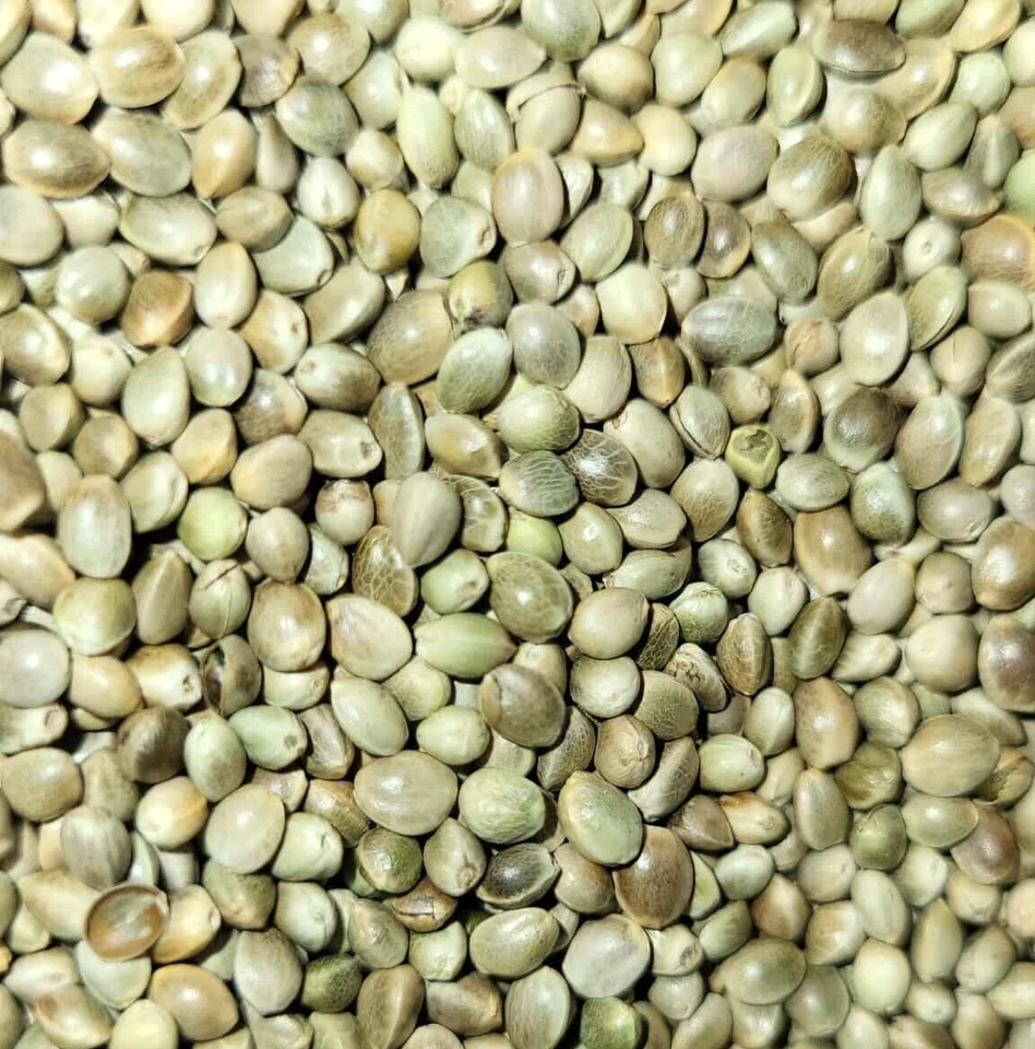 Premium Kosher Hemp Seed Nuts – 100% Food Grade & Nutrient-Rich! - Image 1 of 4