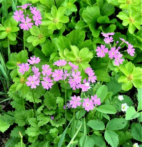 Primula Cortusoides : 60 Seeds : Siberian Primrose   - Picture 1 of 9