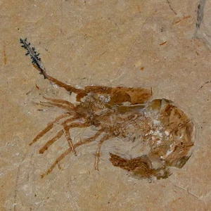 1,4 Zoll fossile Garnelen Carpopenaeus Kreidezeit 100 Mil Jahre alt Libanon Echtheitszertifikat - Bild 1 von 7