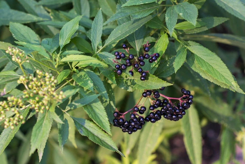 10 Elderberry cuttings Native Edible Wild flower Sambucus canadensis - Image 1 of 2