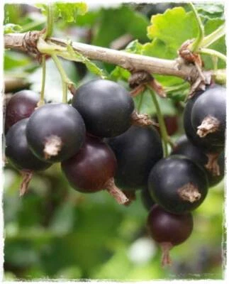 Pianta di Jostaberry (incrocio ribes nero-uva spina) foto reali H 150 cm  - Immagine 1 di 3