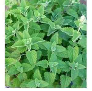 CATNIP SEEDS 300+ COMMON CAT NIP perennial herb GARDEN kitty MEOW FREE SHIPPING - Picture 1 of 4