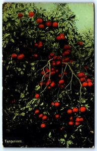 Postcard c1920s Tangerines Citrus Tangerina Florida - Bild 1 von 2