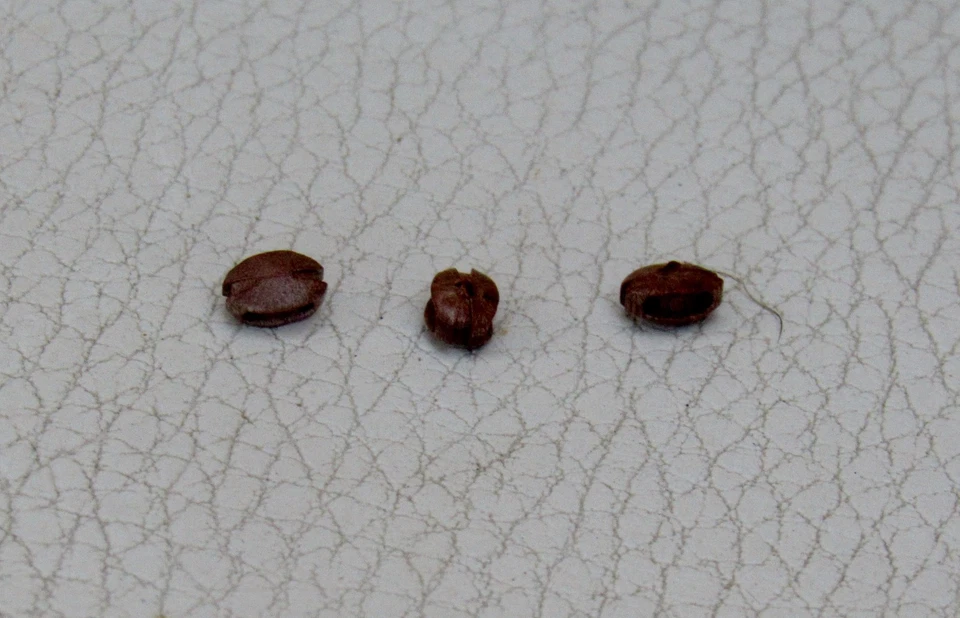 GRAUPNER #479 PLASTIC SINGLE 6mm BLOCKS -18/PKG - Image 1 of 1