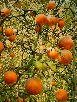 2 HARDY ORANGE FRUIT TREE 1' LIVE PLANT BITTER PONCIRUS TRIFOLIATA DRAGON CITRUS - Image 1 of 2