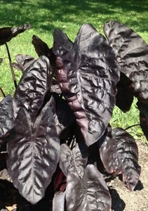 AUTHENTIC Colocasia Black Ripple 1 bulbs - Picture 1 of 3