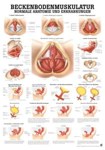 Beckenbodenmuskulatur von Rüdiger Anatomie - Bild 1 von 2