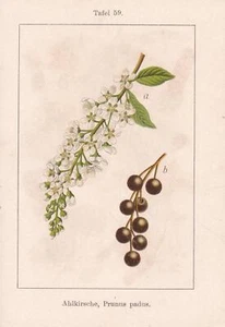 "Original Grafik , farbig, auf zwei Seiten: 1. Seite Ahlkirsche, Prunus padus; m - Bild 1 von 2
