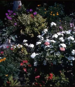 Vintage Stereo Realist Foto 3D Dia BLUMENBETT FLORAL JAMAIKA 1956 - Bild 1 von 3