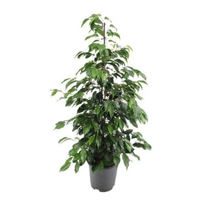 Birkenfeige - Ficus benjamina Danielle - Zimmerpflanze - Ø21cm - ↕95cm - Bild 1 von 4