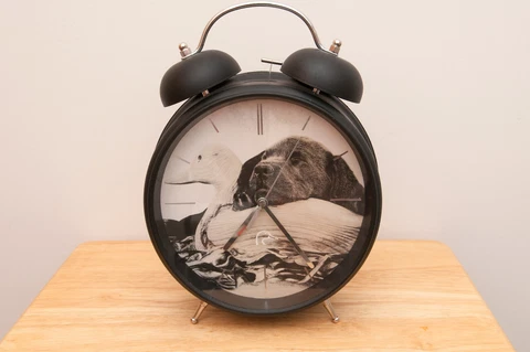 Large 12" Ducks Unlimited Alarm Wall or Shelf Clock Cover