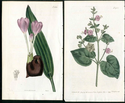 Revista botánica Curtis Mirabilis 1799, azafrán azafrán púrpura 2 impresiones antiguas Foto 1 de 3