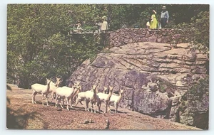 Postal Deer Park Rock City Gardens Lookout Mtn Chattanooga Tennessee - Imagen 1 de 3