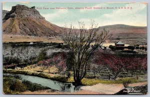 K34/ Palisade Colorado Postcard c1910 Fruit Farm Peach Orchard 141 - Picture 1 of 4