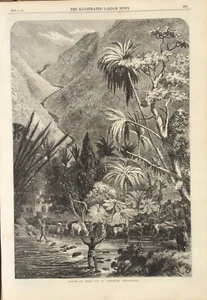 1864 Dos grabados - Exportación de ganado buey en Tamatave (Toamasina), Madagascar - Imagen 1 de 2