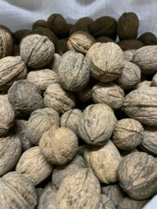 Noci Sorrento Nuova Produzione Scelte 5 kg Raccolto 2024 Grezze Senza Pesticidi - Foto 1 di 1