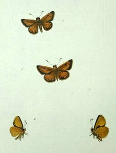 Estampe gravure de 1863 Lepidopteres PAPILLONS THYMELICUS, document ancien - Picture 1 of 1