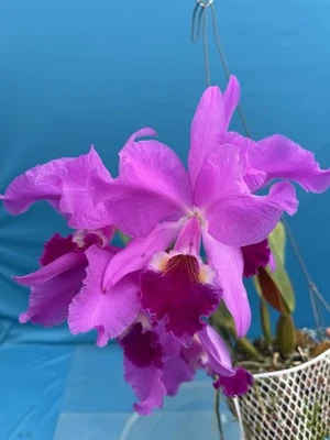 Cattleya labiata Rubra ‘Gabriel Amari’ X Self Fragrant Species Orchid Eros 6” Pt - Image 1 of 4