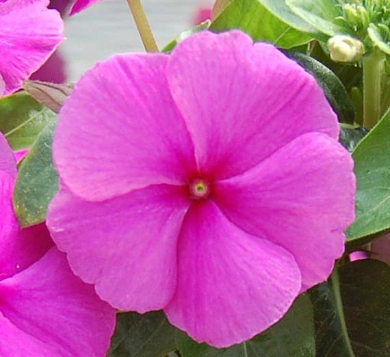 Vinca Seeds Cobra Purple 25 Seeds Flower Seeds - Image 1 of 1