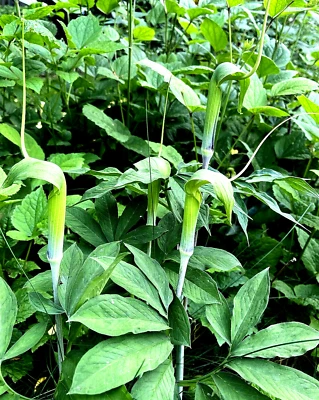 25 ARISAEMA HETEROPHYLLUM Seeds -Dancing Crane Cobra Lily - Image 1 of 4