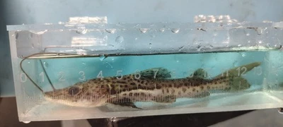 Redtail Hybrid Tiger Shovelnose Catfish, 5"-6"” Inches  - Image 1 of 3