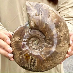 Conchiglia grande colorata naturale 2,99 libbre esemplare fossile guarigione - Foto 1 di 12